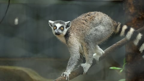 Officials said animals are currently under quarantine. They will be maintained under the zoo’s established animal-care, veterinary and husbandry systems, with emphasis on their welfare and scientific management.