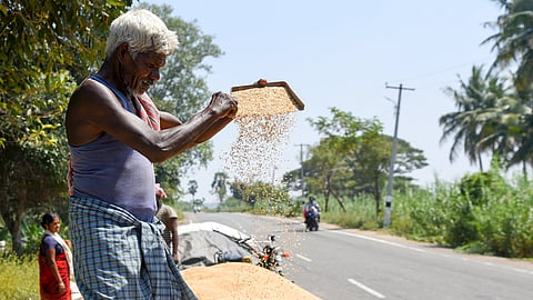 Farmers harvesting samba paddy at Poongudi in foggy weather. Even as around 60 percentage of saba paddy harvest is over in delta district, farmers express drop in yield due to unseasonal rain and foggy weather