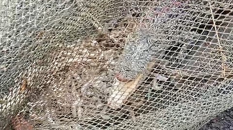 The reptile did not attack anyone and was not injured during the rescue operation, said Bhitarkanika assistant conservator of forests (ACF) Gagan Bihari Mallick. The crocodile was later released into the nearby Patasala river.
