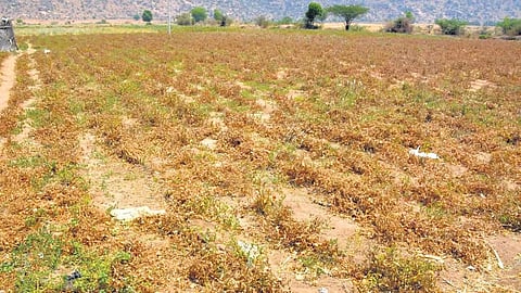 drought