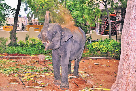 The arrival of the young elephant, named Durga, has restored the Meenakshi temple’s jumbo count to its original two.