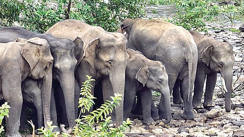 The report recorded a staggering 1,671 elephant deaths in the state between 2000 and 2025, with electrocution emerging as the leading anthropogenic (means caused, created, or influenced by human activity) cause of deaths.