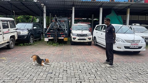Puppies undergoing training