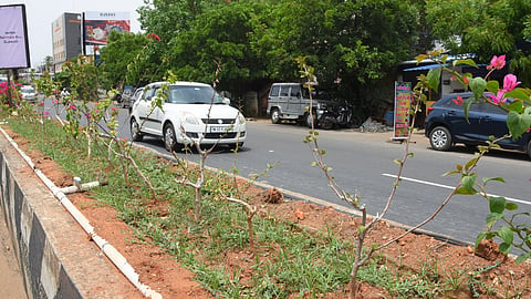 Saplings planted along road medians in Tiruchy city are withering due to inadequate watering.