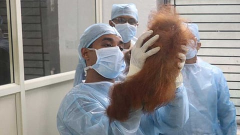 Doctors conducting health checkup of orangutan babies rescued from Balasore district, severe anaemia recorded in one animal