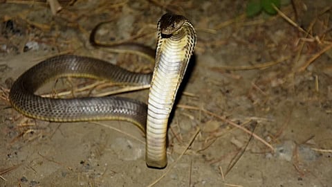 Caspian cobra