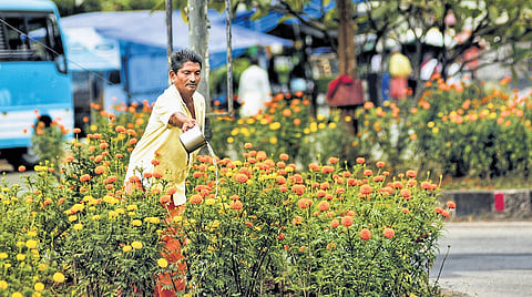 Shibu waters the chrysanthemum plants at Kolani junction, Thodupuzha.