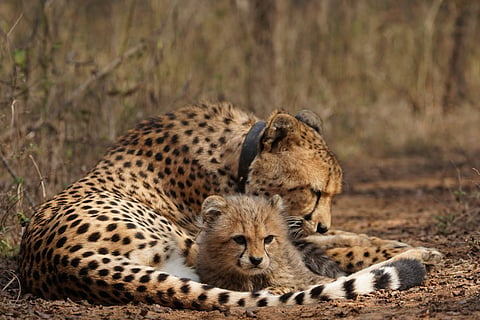 Four years of Project Cheetah: Gandhi Sagar awaits fourth African cheetah, Durgavati awaits first
