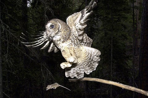 A northern spotted owl flies after a mouse jumping off the end of a stick in the Deschutes National Forest near Camp Sherman, Ore., May 8, 2003.