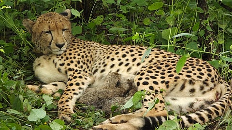 More than 30 months old, KGP12, the daughter of South African female Gamini, gave birth to four cubs inside a secured enclosure at KNP.