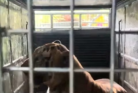 The tiger is currently aggressive, and teams are closely monitoring it.