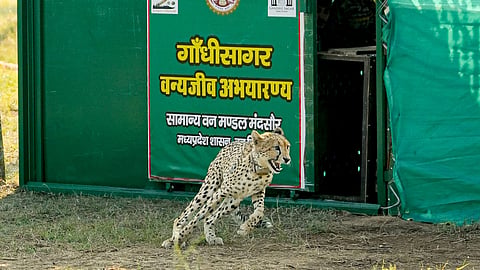 Chief Minister Dr Mohan Yadav released the 3-year-old Botswanan female CCB-2 into the soft release enclosure, after renaming her Radha.
