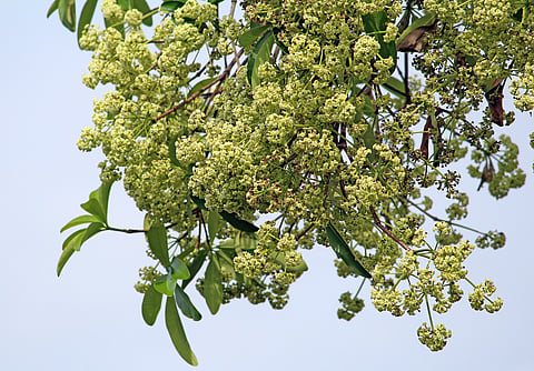 Saptaparni in its full-blooming form