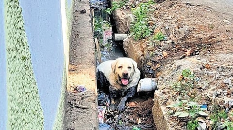 A Labrador sitting in a sewage canal.