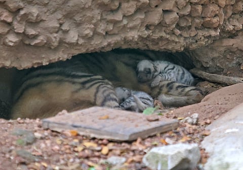Newborn hyena cubs nestle beside their mother inside the enclosure at the Thiruvananthapuram Zoo.