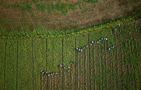 Field workers collect garlic from a farm on the banks of the Kok River in Tha Ton, Thailand, Feb. 21, 2026