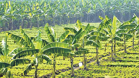 Kadapa currently has about 83,000 hectares under horticultural crops. The government is expected to allocate Rs 1,770 crore for the programme in the district over three years.