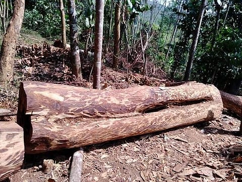 Centuries-old Indian rosewood which was axed from a private plantation at Karimkannikunnu, under Muttil South Village in Wayanad district.