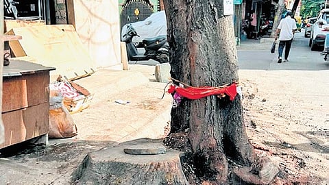 Holes drilled into the tree which once had a twin above, which was also killed