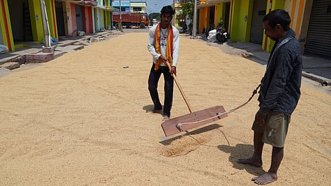 Workers drying the recently procured paddy before the hulling process in Madurai.