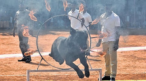 Canines display the training skills during a demo at he Passing Out Parade of the 23rd Batch of Canines and Handlers at the 6th APSP Battalion in Mangalagiri on Wednesday.