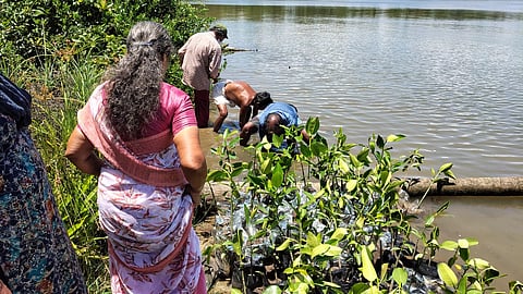 Mangrove forests serve as breeding and nursery grounds for fish, providing sheltered waters for eggs and juvenile fish