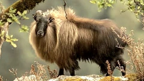 Himalayan tahrs