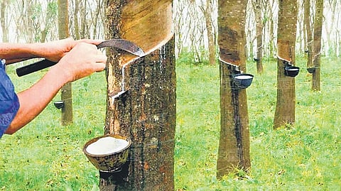 According to researchers, tapping rubber trees from 5 pm to 8.30 pm is more effective
