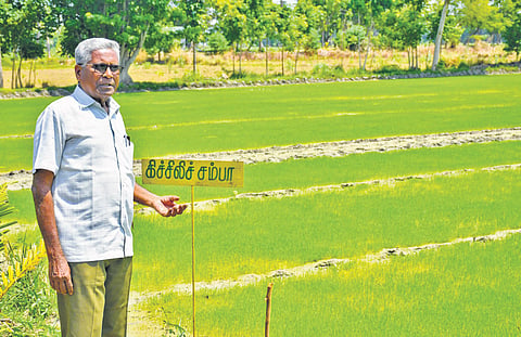 Sither has been distributing the seeds to interested farmers since 2000.