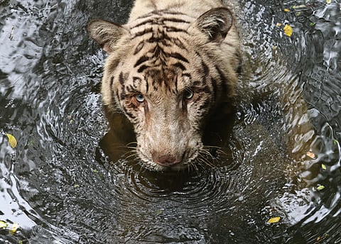 Shravan, a white tiger, cools off in a makeshift pond inside his enclosure at Thiruvananthapuram Zoo
