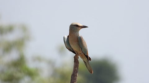 European roller