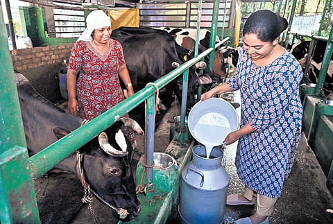 Dairy farmer Shyma (left) and her daughter-in-law Dilna collecting milk from their farm in Ummalathoor, Kozhikode