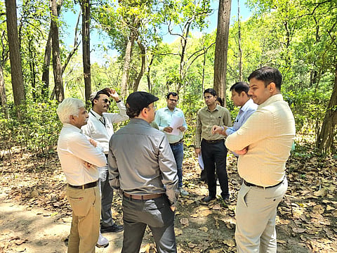 Field teams are identifying affected trees, conducting regular inspections, using trap-tree operations and catching adult beetles.
