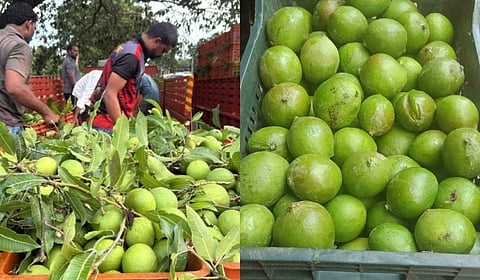 Growers of Ulavapadu Punasa Mango variety loading stocks into trucks for export.