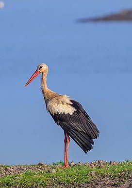 White stork (Ciconia ciconia)