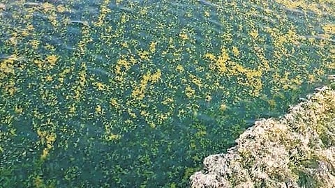 Scuba divers & fishermen have been witnessing this for a few weeks.