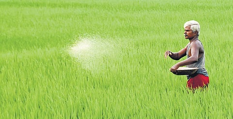 The department has now decided to allow all farmers to purchase seeds and fertilisers from the point-of-sale counters at PACCS.
