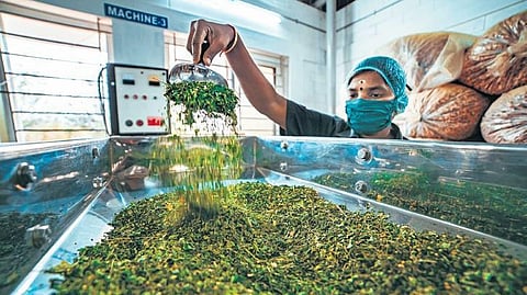 A Yerravaripalem processing plant with livelihood funds is producing 250 kg of moringa powder a day. The unit, set up with Rs 86.80 lakh, procures moringa leaves from 300 acres.