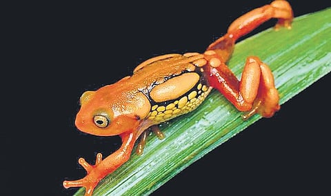 Anamudi leaf frog (Raorchestes resplendens).