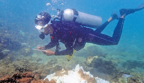 (Top) Bleach monitoring efforts by Gulf of Mannar Marine Biosphere Reserve