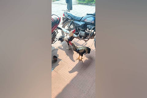 Badiadka police in Kasaragod district seized seven roosters and money after they raided a spot where the cock-fighting was happening at Birminalukka