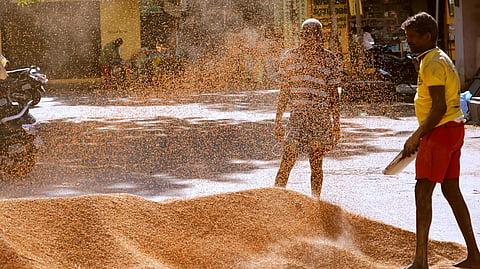Workers remove dust and debris from harvested paddy before packing it into sacks at a procurement centre