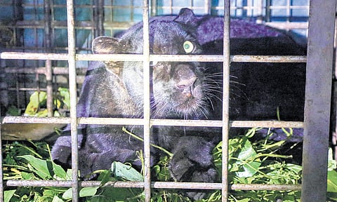 The black panther trapped in a cage set up by the forest department at Kulathumon in Kalanjoor panchayat, Pathanamthitta
