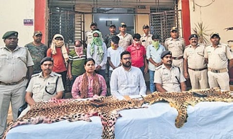 Further investigation is underway to establish the source of the leopard skins and determine whether the accused were linked to a wider wildlife trafficking network.