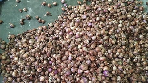 A PDS salesman from Thirumangalam said, “Last month, each shop got 80-100 kilogram of onion in municipalities in Madurai, Thirumangalam, Melur and Usilampatti and were sold at the price of Rs 35/kg. Onions were sold within two days, as the price was Rs 100/kg in the open market.