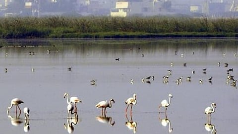 Chennai’s last wetland Pallikaranai marsh.