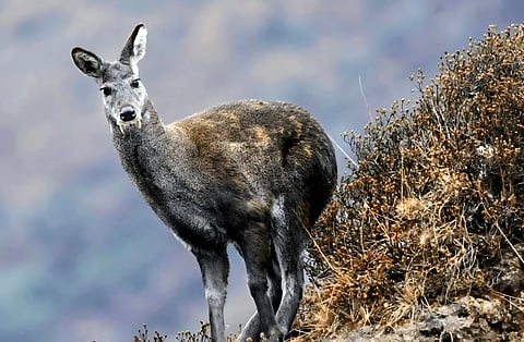 An endangered Himalayan musk deer in its natural habitat. The species is targeted by poachers for its highly valued musk pod.