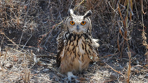Image of an 'Indian rock eagle-owl' used for representational purposes only.