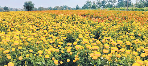 Bomalla Swamy, a farmer cultivating marigolds on two acres, said he earned around Rs 2 lakh per acre last year.