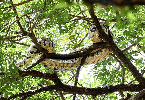 What Kochi’s wildlife sightings tell us about a changing ecology